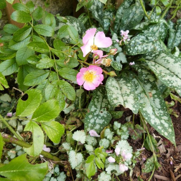 massif de la potence - lamier pink pewter pulmonaire et ros