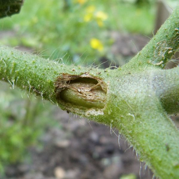 potager---juin-2014---blessure-de-grele-sur-pied-de-tomate.jpg