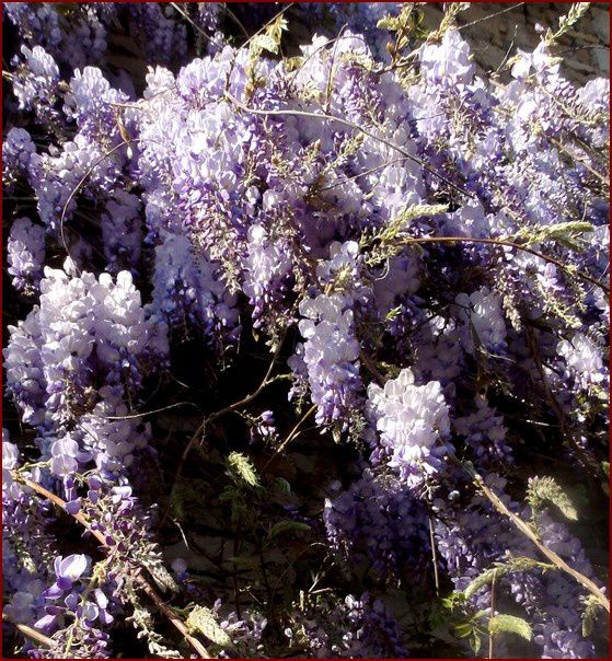 glycine-013.jpg