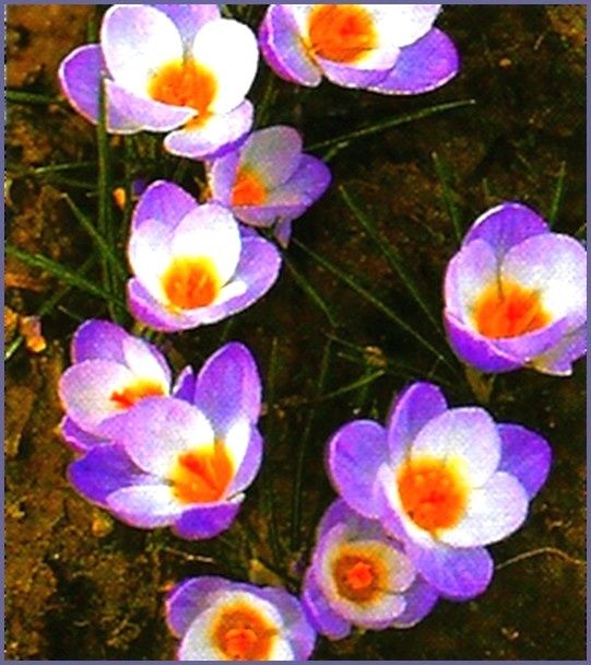 numerisation0311.jpg