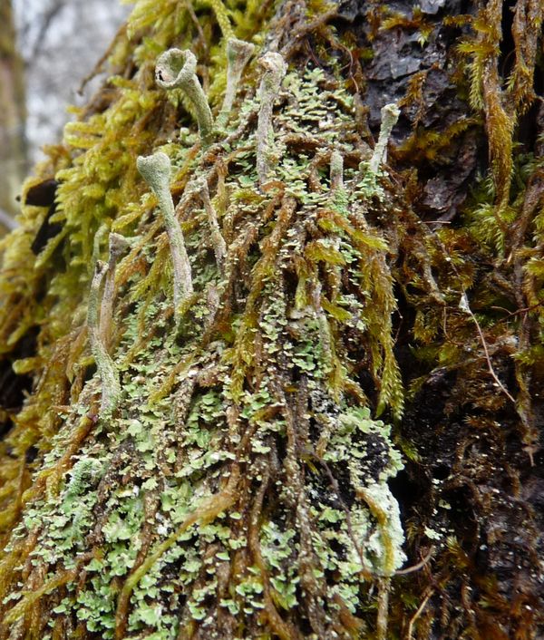 JML Cladonia-fimbriata LCapR
