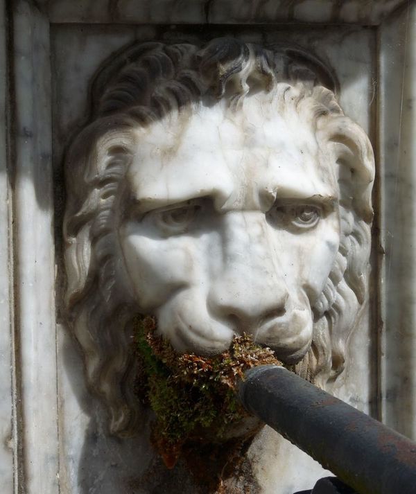 lion septmontcel 2