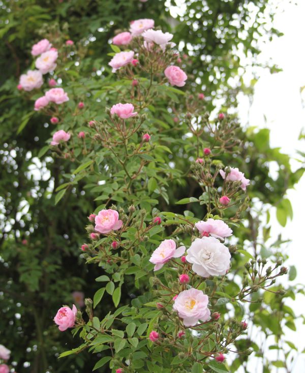 Little Rambler Rose