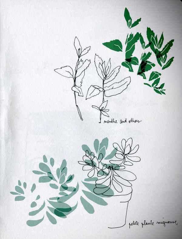 plantes-vert2