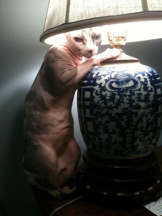 petite chatte asiatique chat x sans inscription petite chatte asiatique chat x sans inscription