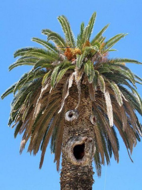 palmier-Funny-tree.jpg