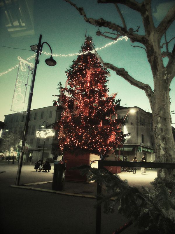 sapin.jpg