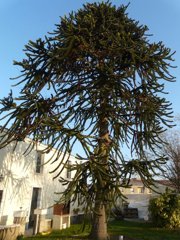Frossay JML dec2009 096