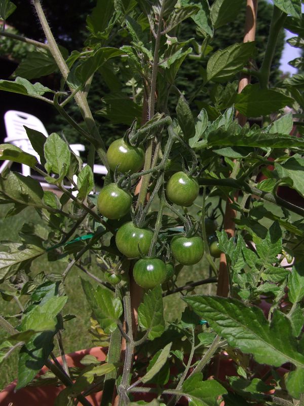 16 juin 2014 tomates (5)