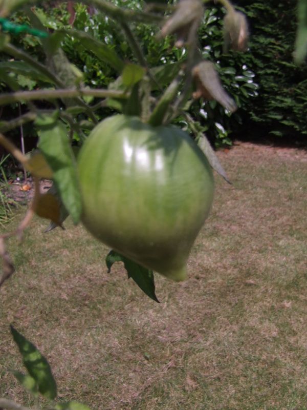 fin saga tomates 2014 (3)