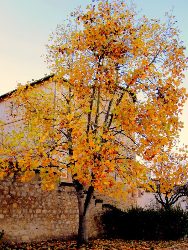 W01 - Arbre couleur