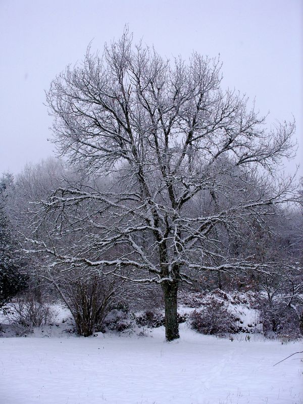 Neige-Limousin-dec-2009 6407