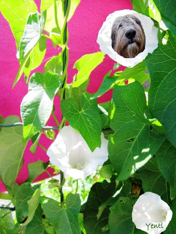 Lisadow envahissant à grandes fleurs