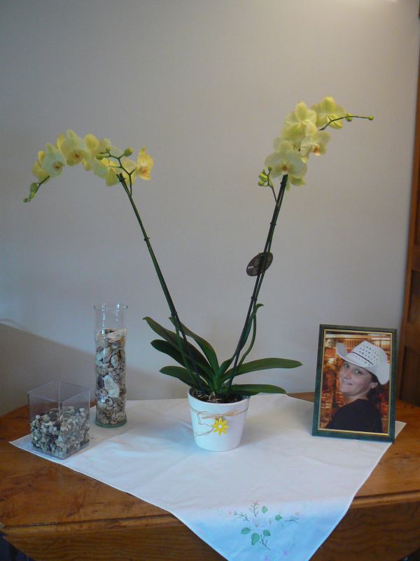 orchidée de Chantal pour Solène 1