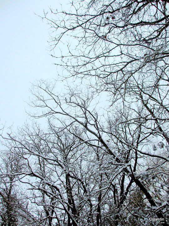 z08---Ciel-et-arbres.JPG