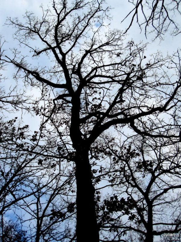 x03 arbre nu