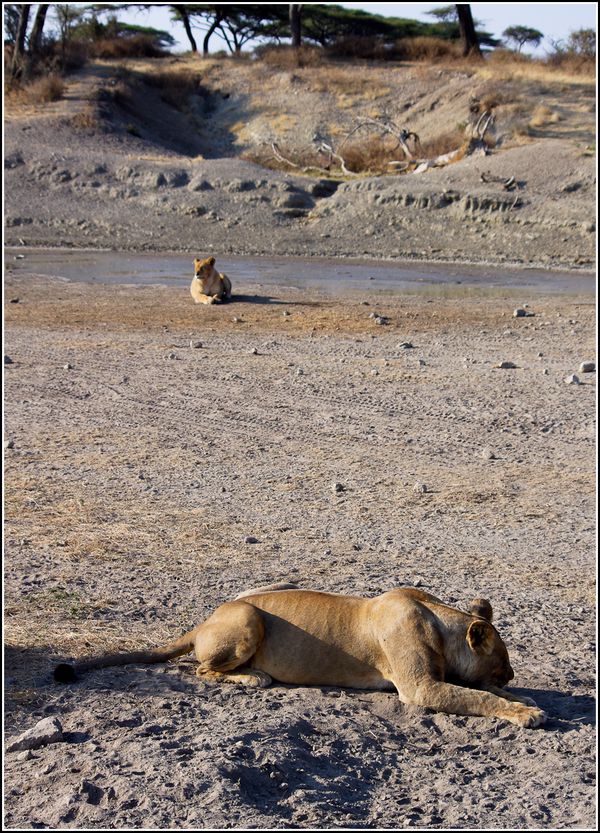 lionnes du serengeti