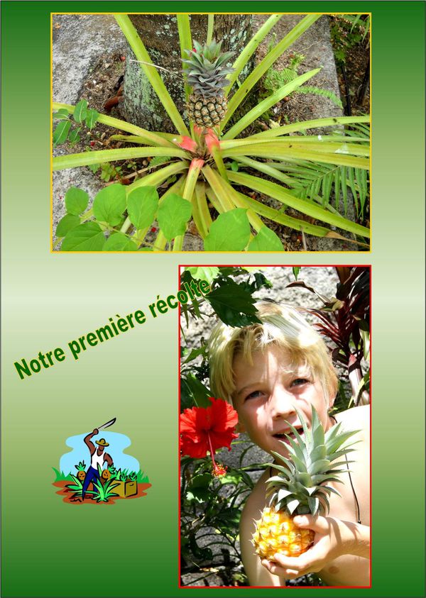 ananas4.jpg