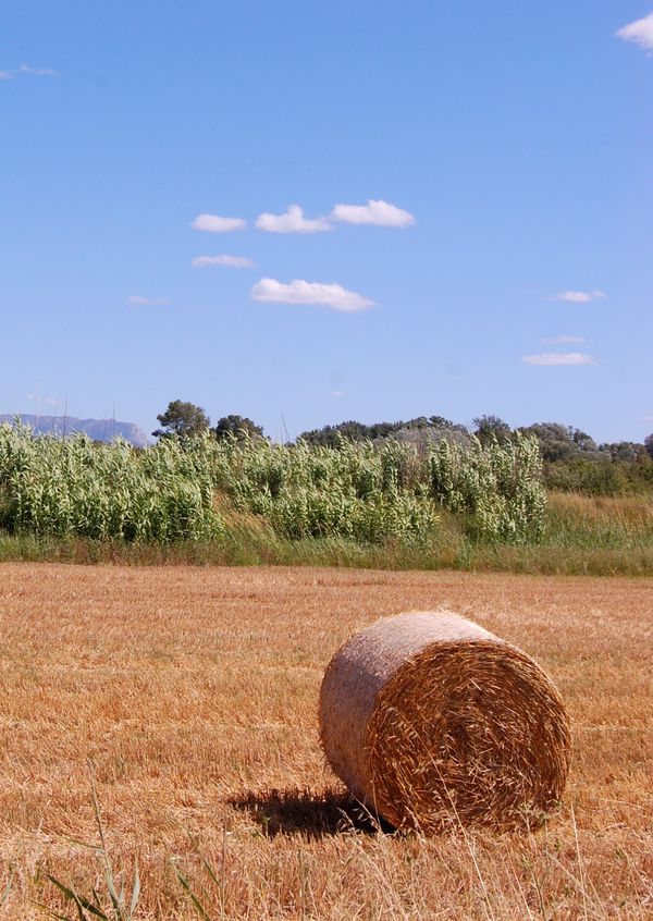 Balle-de-paille.jpg