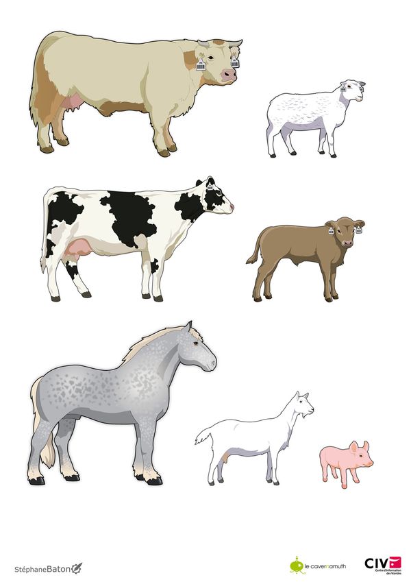 CIV - Animaux - Stephane Baton