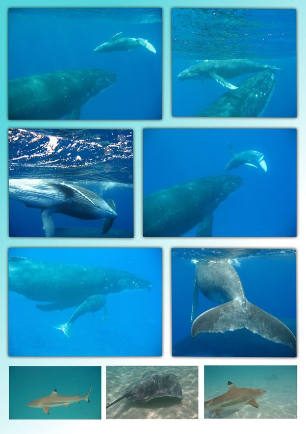baleine1