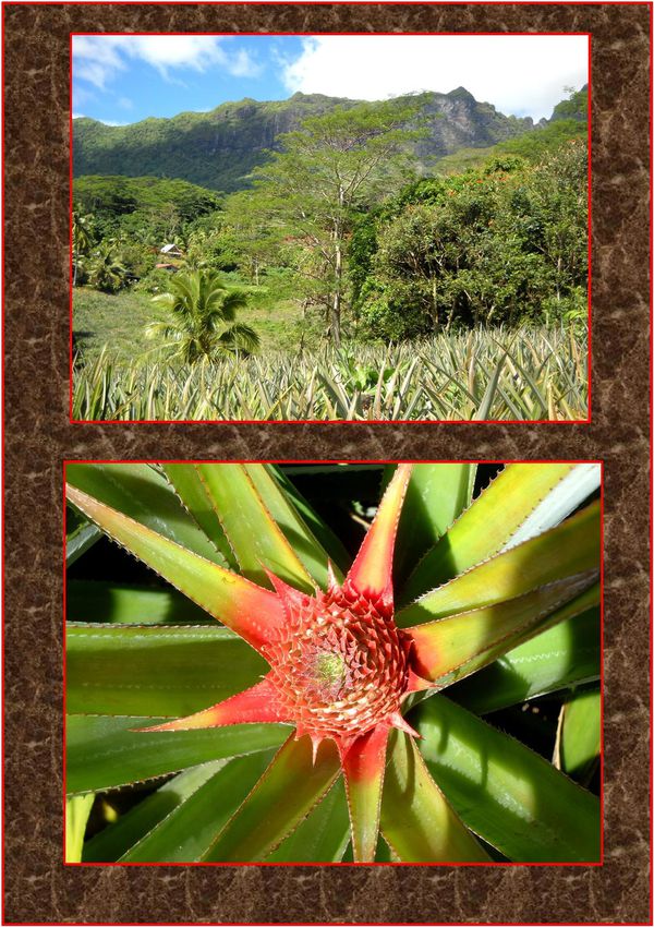 ananas2.jpg