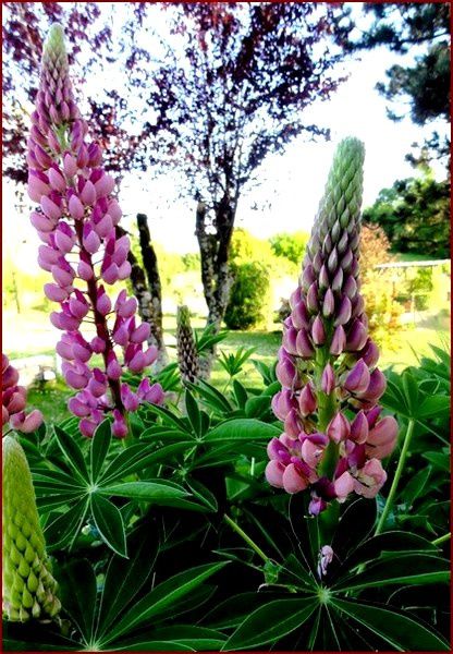 lupin-DSC06056.jpg