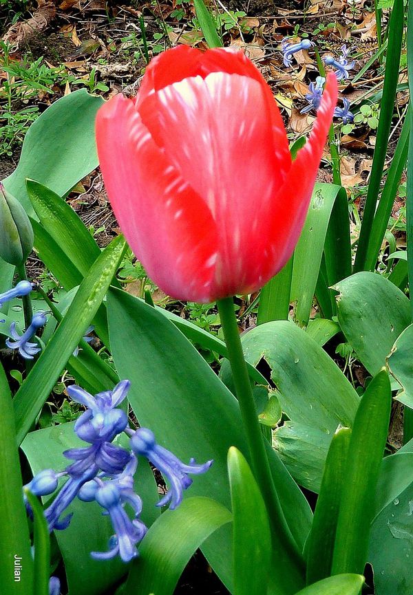 01---Tulipe-rouge.JPG