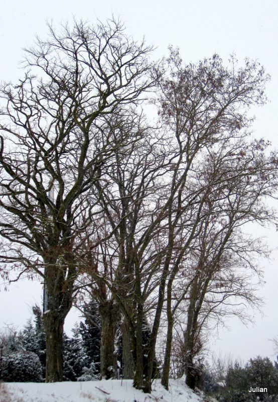 x03 - bouquet d'arbres