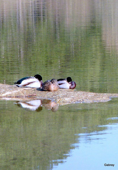w02 - 3 canards