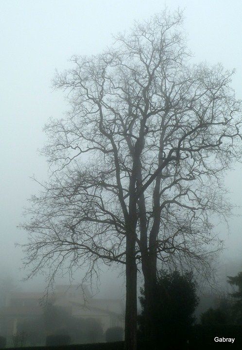n01 - Arbre & brouillard