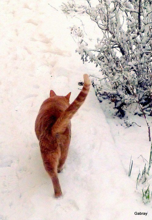 03 - Mon chat