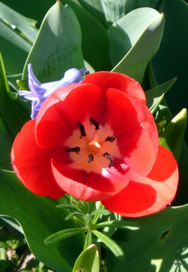 m01--Tulipe-rouge.JPG