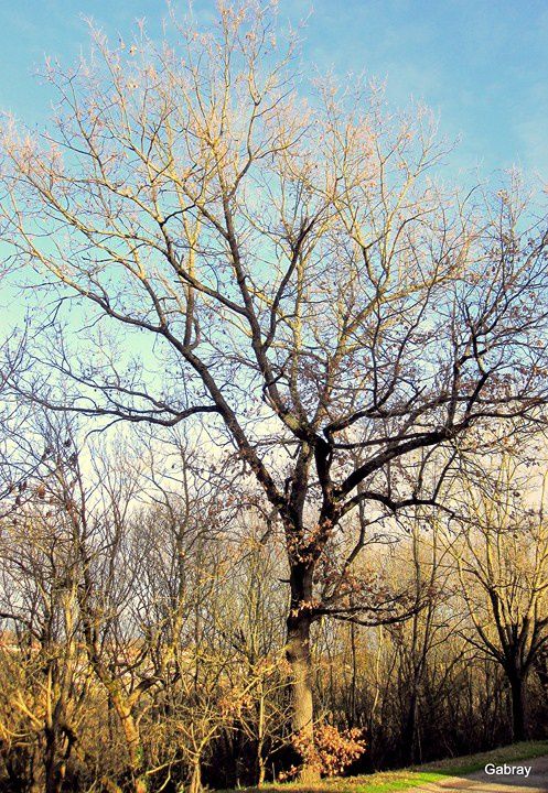 v08 - Arbre en bord de route