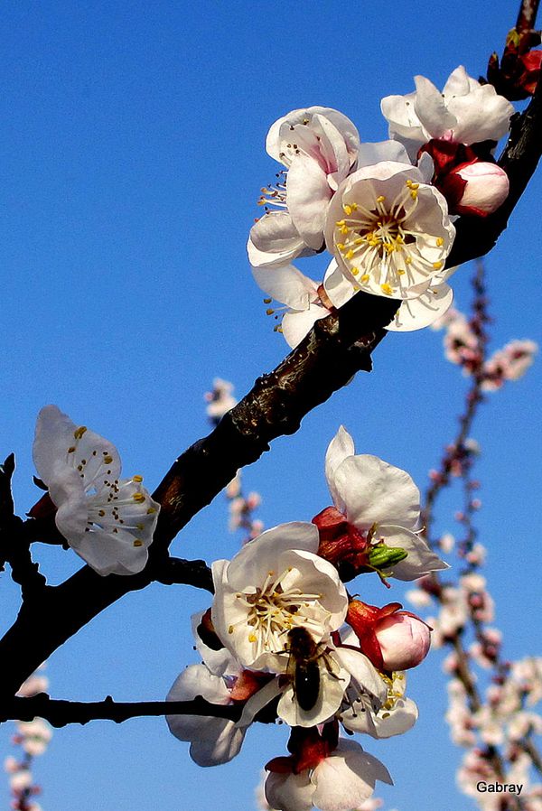 n04---Abeille.JPG