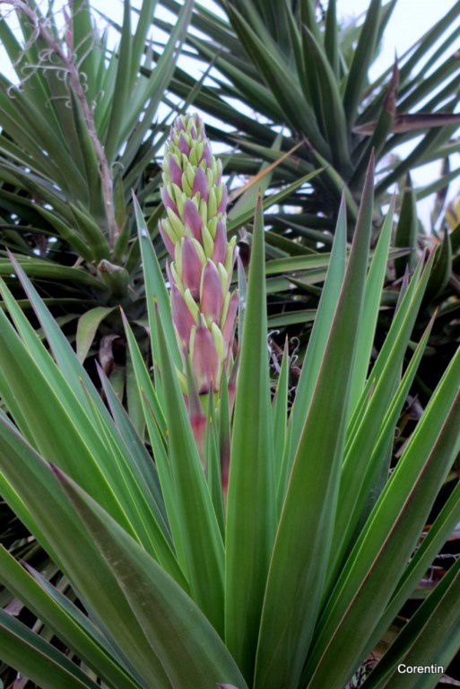 dq01---Yucca.JPG