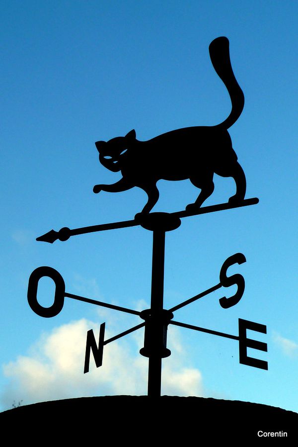cm01---Le-chat.JPG