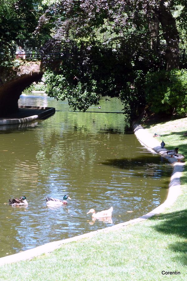 f01---Canards.JPG
