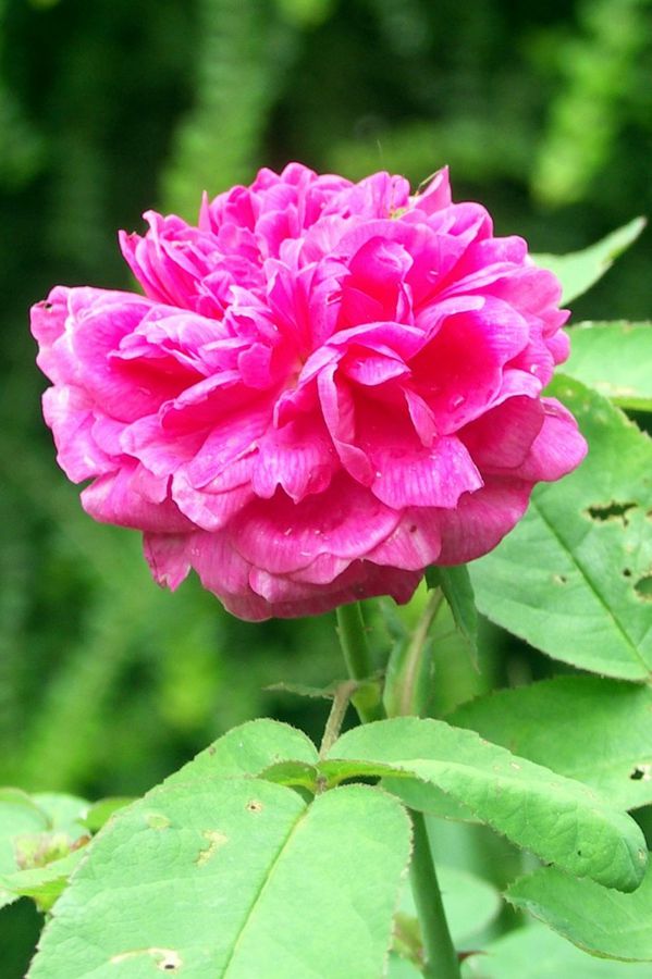 X7 - Roses rose
