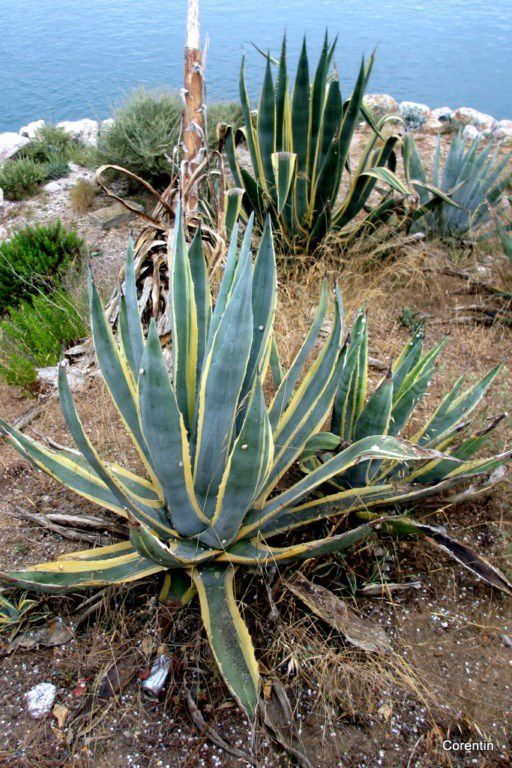 dn04---pied-d-agave.JPG