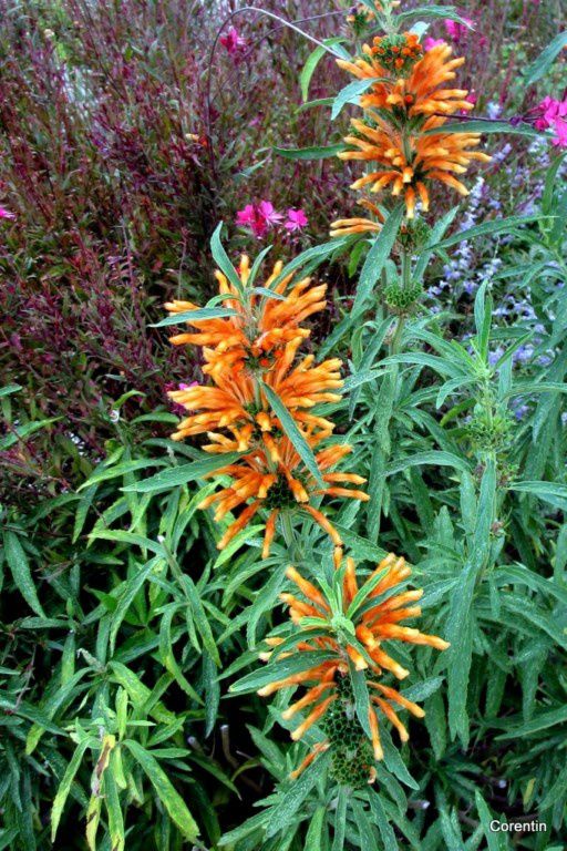 dp04 - Tout orange