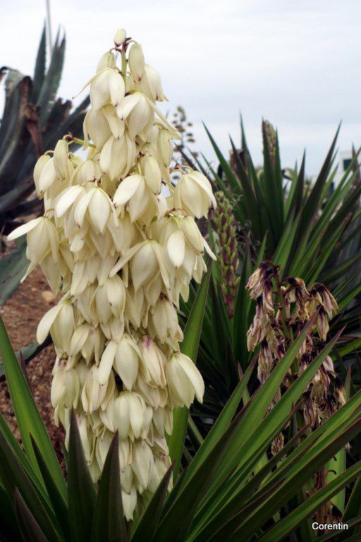 dq03---Fleurs-blanches.JPG
