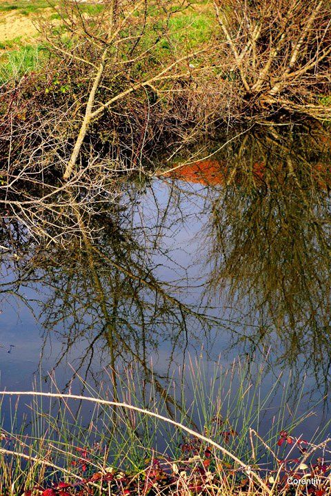 n14---Bord-de-l-eau.JPG