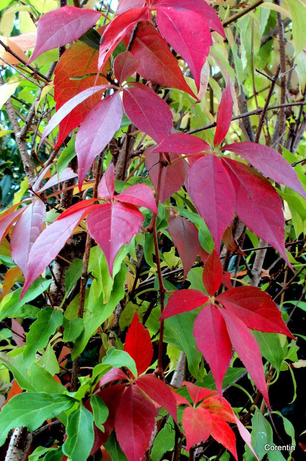 p06---Feuilles-2.JPG