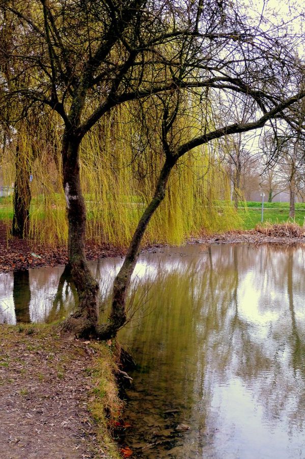 U01---Arbres-au-bord-de-l-eau.JPG