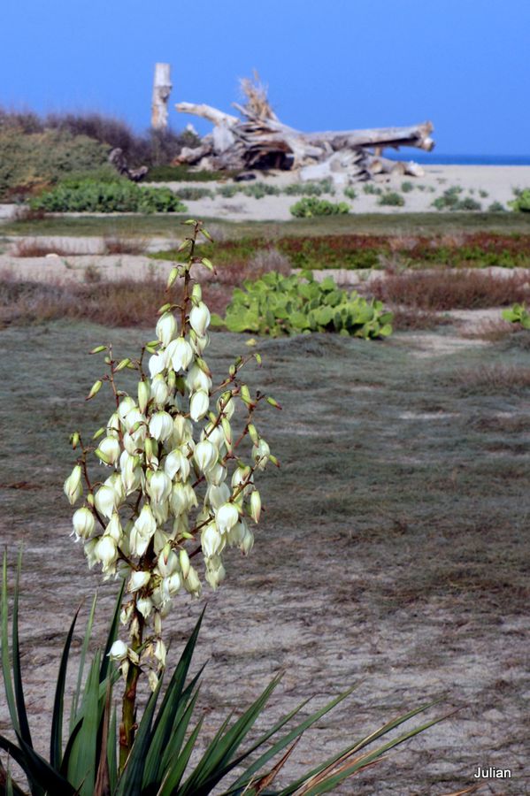 ar07---yucca-et-tronc.JPG