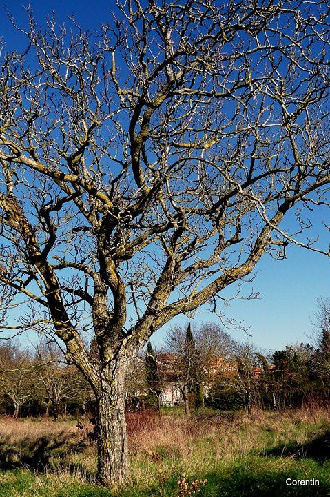 P14---L-arbre.JPG