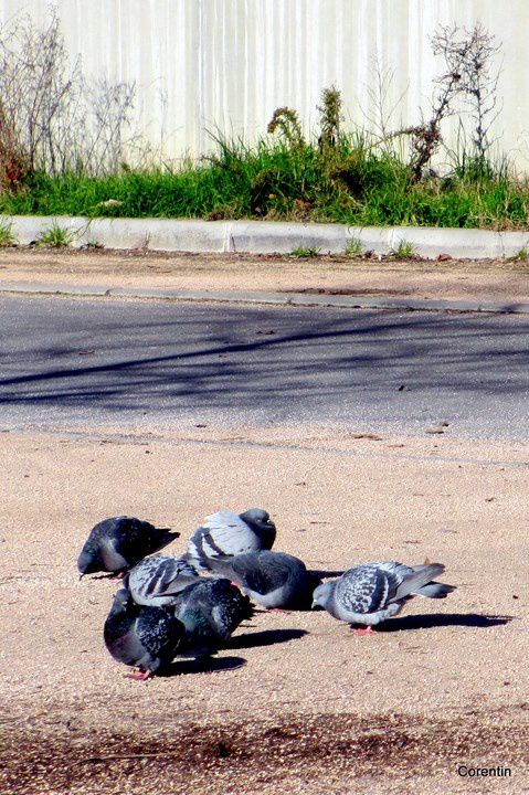 t04---Pigeons.JPG
