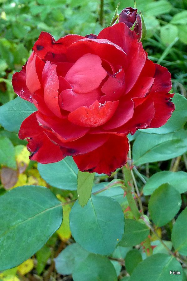 i04---Rose-rouge.JPG