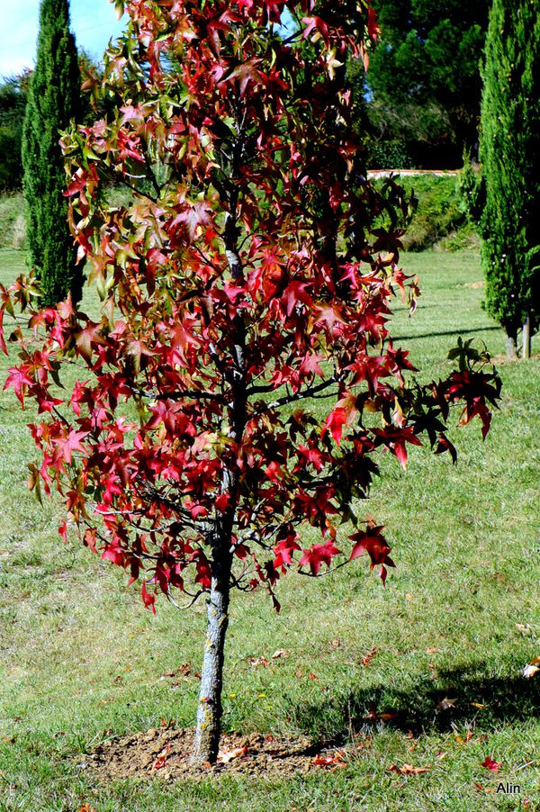 ds02---petit-arbre.JPG